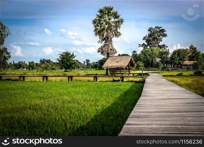 wooden bridge footbridge walkway pathway along rice paddy field in Thailand