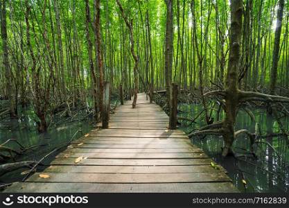 wooden bridge in a mangrove forest at Tung Prong Thong, Rayong province, Thailand