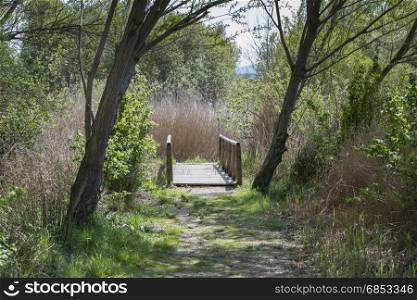 wooden bridge in background of forest in spain andalusia in spring