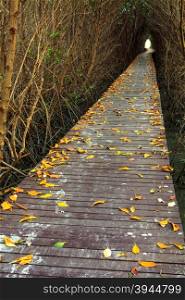 Wooden Bridge In Mangrove Forest