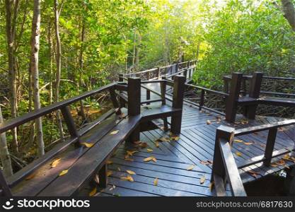 wooden bridge in the mangroves. Mangrove trees along the walkway bridge.