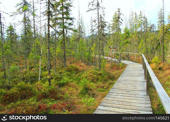 Wooden bridge over swamp in forest. Wooden bridge in Carpathian mountains. Wooden path in wood. Bridge over swamp in forest. Wooden path in wood