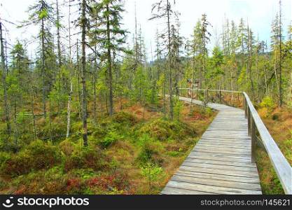 Wooden bridge over swamp in forest. Wooden bridge in Carpathian mountains. Wooden path in wood. Bridge over swamp in forest. Wooden path in wood