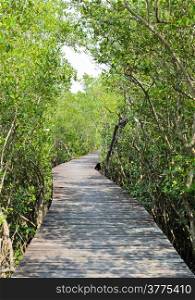 Wooden bridge through mangrove forest
