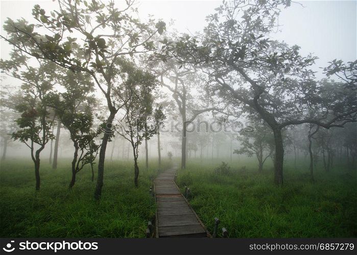 wooden bridge walkway into the forest with mist