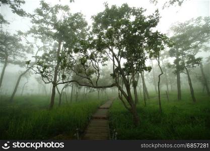wooden bridge walkway into the forest with mist