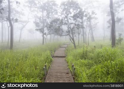 Wooden bridge walkway.Sides of the trees and meadows.