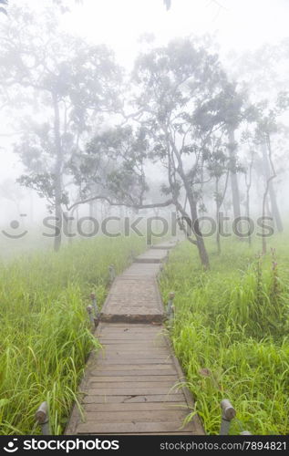 Wooden bridge walkway.Sides of the trees and meadows.