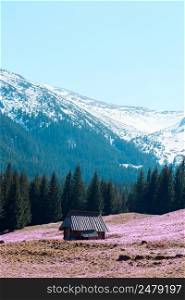 Wooden cabin in the middle of mountain blooming spring meadow