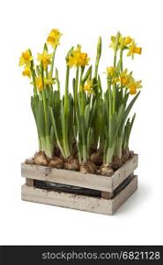 Wooden chest with fresh daffodils on white background