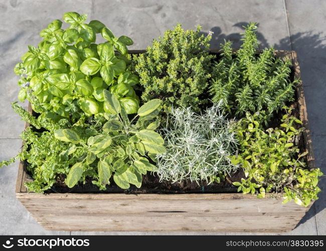 wooden container with fresh herbs menthe mentha pulegium,immortelle helichrysum italicum ,origan origanum aureum ,savory satureja, thymus and basil ocimum