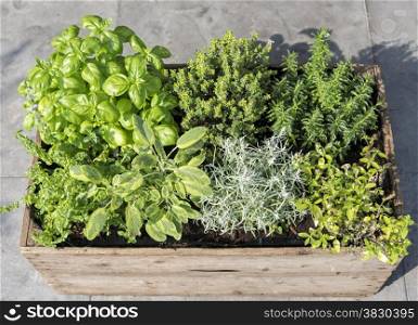 wooden container with fresh herbs menthe mentha pulegium,immortelle helichrysum italicum ,origan origanum aureum ,savory satureja, thymus and basil ocimum