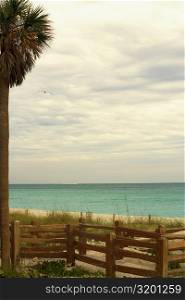 Wooden fence and a palm tree on the beach