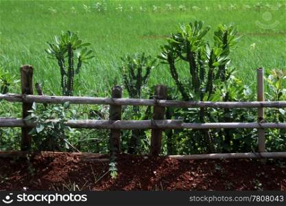 Wooden fence and green farm field in Myanmar