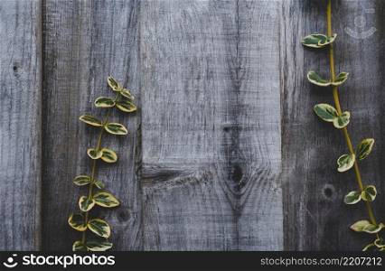 Wooden fence with climber yellow and green leaves in garden,Background Grey wood wall with copy space, Backdrop Structure of a weathered gray wooden plank with nature climbing plant on the side