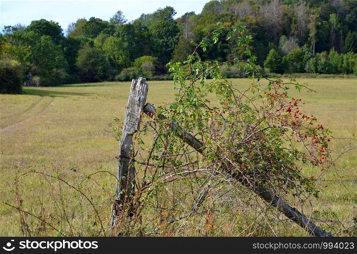 wooden fence with rose hip