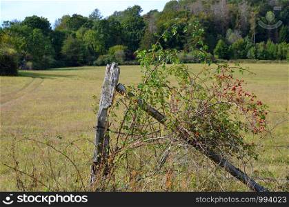 wooden fence with rose hip