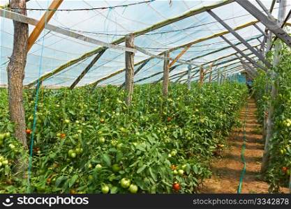 Wooden film greenhouses with tomatoes from the inside