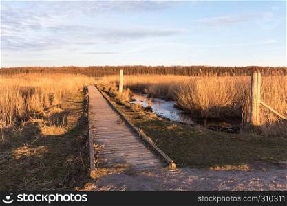 Wooden footbridge into the reeds in a wetland at the swedish island Oland