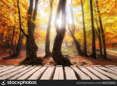 Wooden footpath at autumn colors forest at sunny day