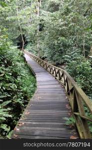 Wooden footpath frough the forest in Niah national park in Borneo, Malaysia
