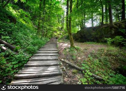 wooden footpath in forest among the bright green trees