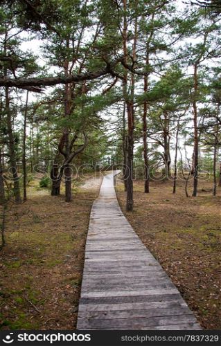 Wooden footpath to the beach at the swedish island oland.