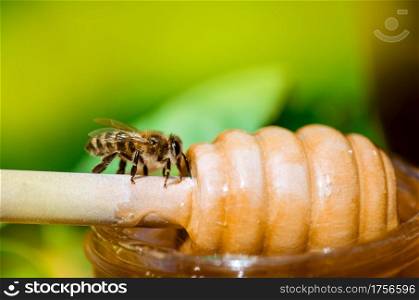 wooden honey dipper and western honey bee. Honey Bee on nature background . Honey with flying honey bee. Bee sitting on wooden honey dipper