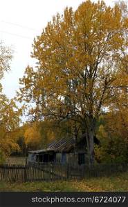 Wooden house and tree in Medvezshegorsk, Karelia, Russia