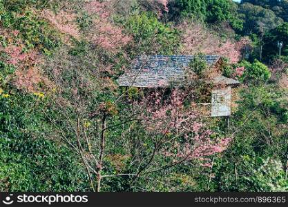 Wooden House with Himalayan Cherry Blossom Flower