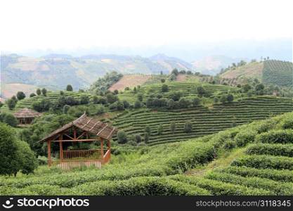 Wooden houses and tea plantation near Yanshuo, China
