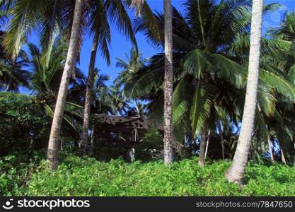Wooden hut under coconut palm trees on the Pantai Sorak beach in Nias, Indonesia