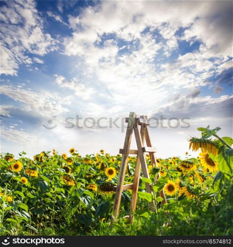 Wooden ladder at the sunflowers field. Wooden ladder at the sunflowers field, road to the heaven, sunset on nature