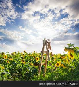 Wooden ladder at the sunflowers field. Wooden ladder at the sunflowers field, road to the heaven, sunset on nature