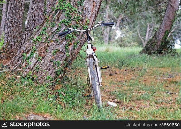 wooden landscape and standing bicycle next to tree