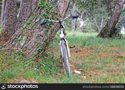 wooden landscape and standing bicycle next to tree
