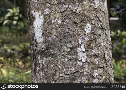 wooden log tree nature. wooden log tree nature forest jungle photo