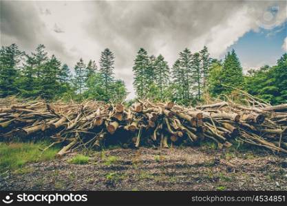 Wooden logs and branches in a pine forest with dark clouds