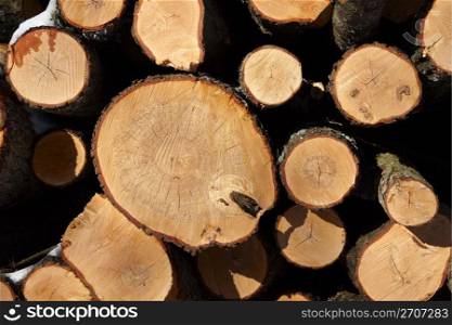 Wooden logs can be used for background