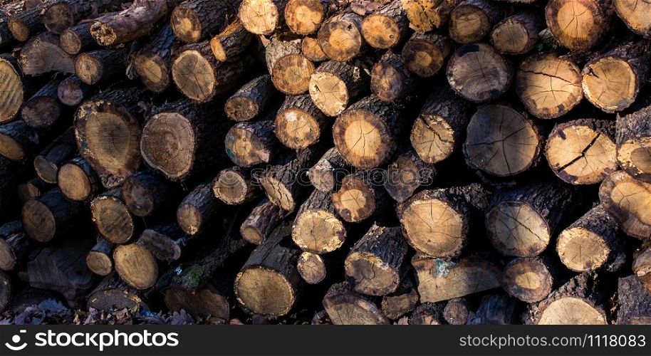 Wooden logs in a forest in the view