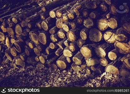 Wooden logs in a forest in the view