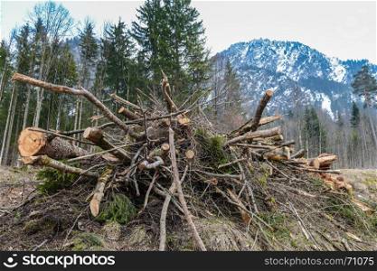 wooden logs in forest