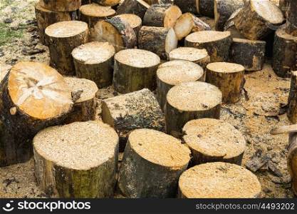 Wooden logs of oak tree and sawdust near sawmill