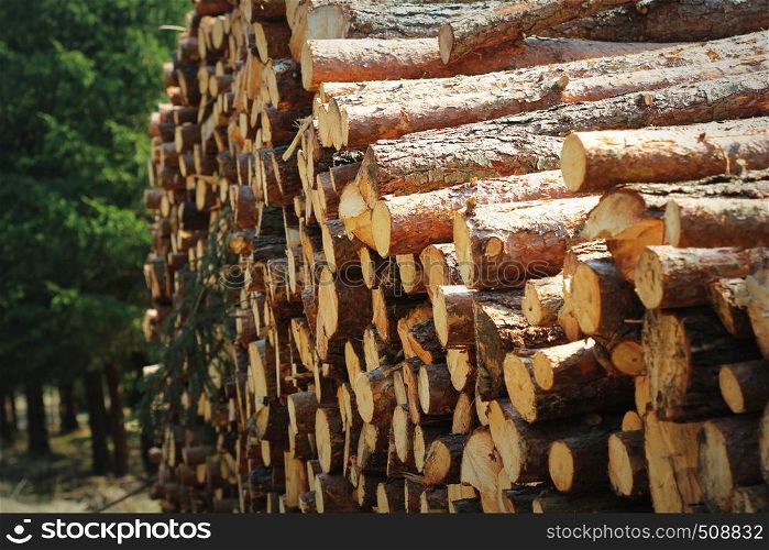 Wooden logs of pine woods in the forest, stacked in a pile by the side of the road. Freshly chopped tree logs stacked up on top of each other in a pile.