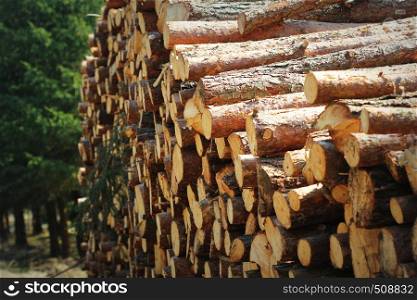 Wooden logs of pine woods in the forest, stacked in a pile by the side of the road. Freshly chopped tree logs stacked up on top of each other in a pile.
