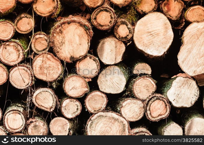 Wooden logs. Timber logging in autumn forest. Freshly cut tree logs piled up as background texture