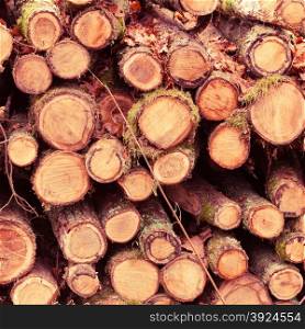 Wooden logs. Timber logging in autumn forest. Freshly cut tree logs piled up as background texture