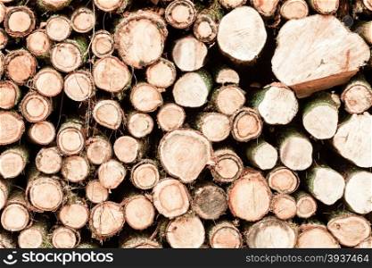 Wooden logs. Timber logging in autumn forest. Freshly cut tree logs piled up as background texture