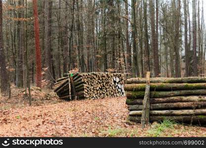 Wooden logs. Timber logging in autumn forest. Freshly cut tree logs piled up. Autumnal fall scenery.