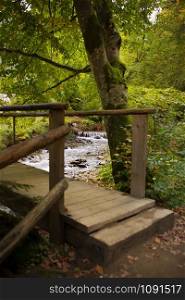 wooden old bridge in a beautiful pine forest.. wooden old bridge in a beautiful pine forest